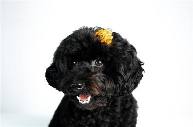 《暗黑破坏神4》支持DLSS 3 性能预告发布